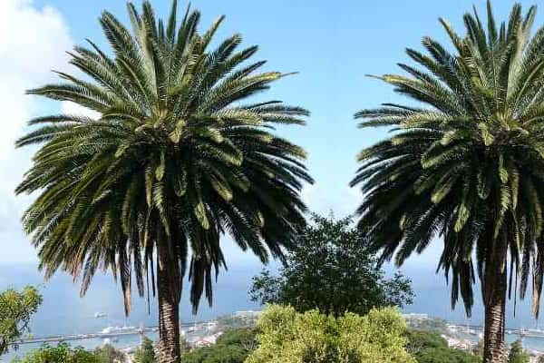 Palm Trees