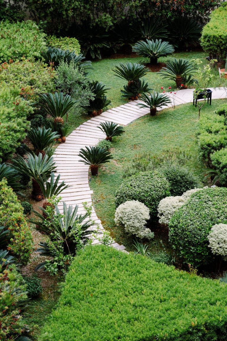 Aerial view of a designed tropical landscape garden with a winding path, cycads and clipped shrubs