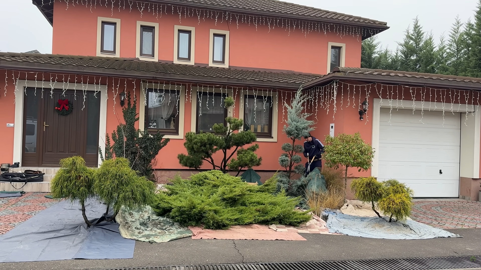 After: the same shrubs precisely sculpted into elegant topiary forms by Green Architects