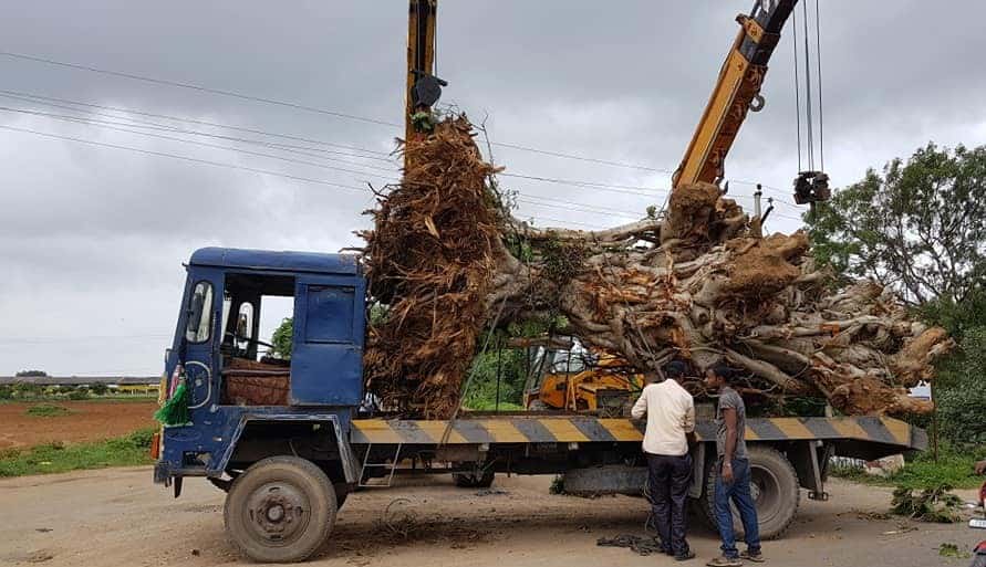 Tree Transplantation