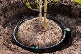 after care of tree