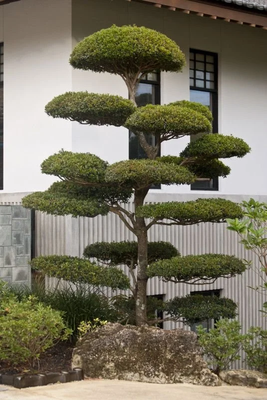 Japanese-style cloud-pruned pine trees in a serene garden setting