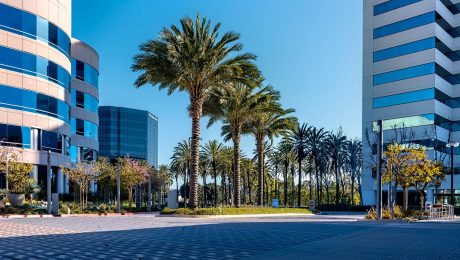 Commercial office plaza landscaped with rows of palm trees