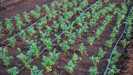 Drip irrigation tubing delivering water to rows of young plants in red soil