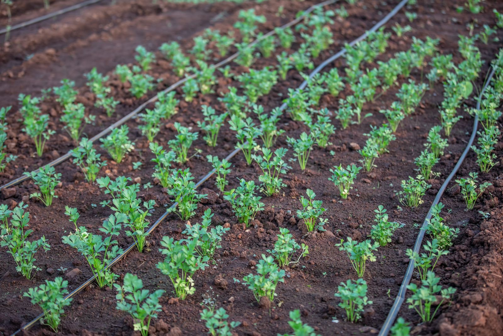 Drip irrigation for gardens in Tamil Nadu — an efficient garden watering system