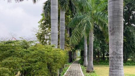Garden and landscape work Landscaped garden with lush tropical planting