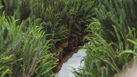 Garden and landscape work Landscaped garden with lush planting