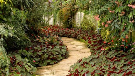 Landscaped garden with lush planting