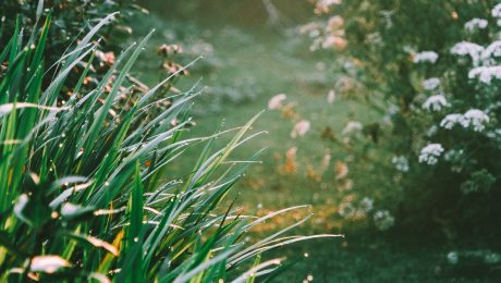 Garden and landscape work Landscaped garden with lush planting