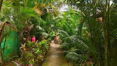 Landscaped garden with lush tropical planting