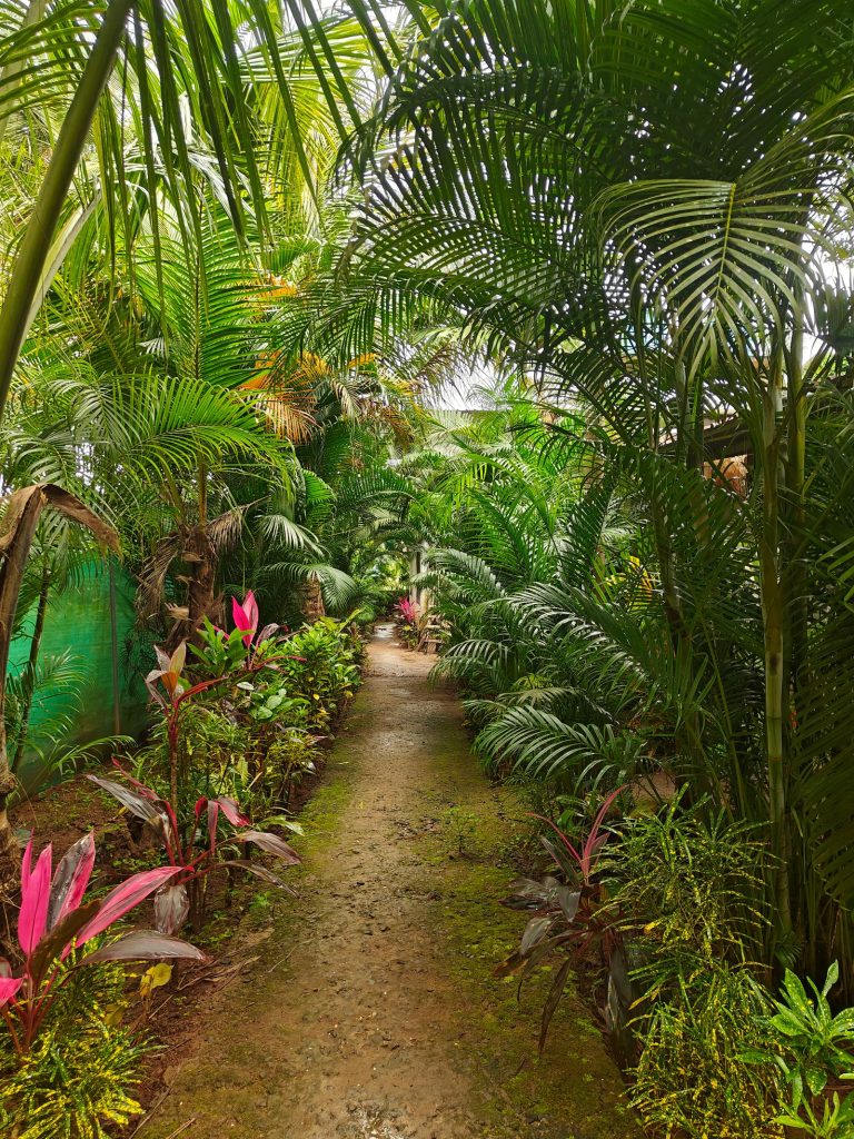 Landscaped garden with lush tropical planting