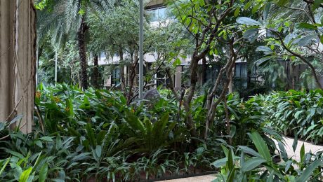 Landscaped garden with lush tropical planting