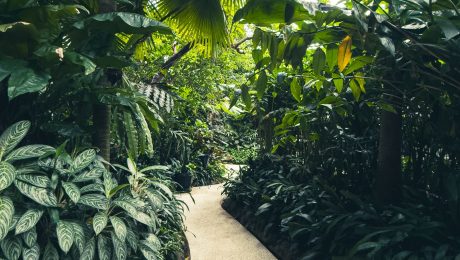 Landscaped garden with lush tropical planting