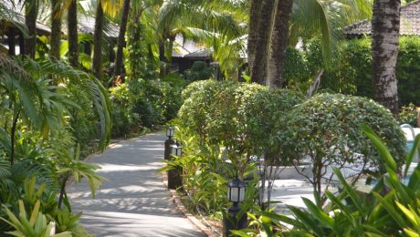 Landscaped garden with lush planting