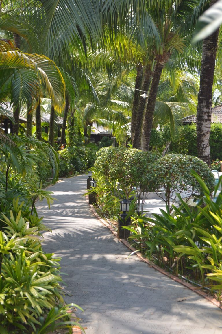 Landscaped garden with lush planting