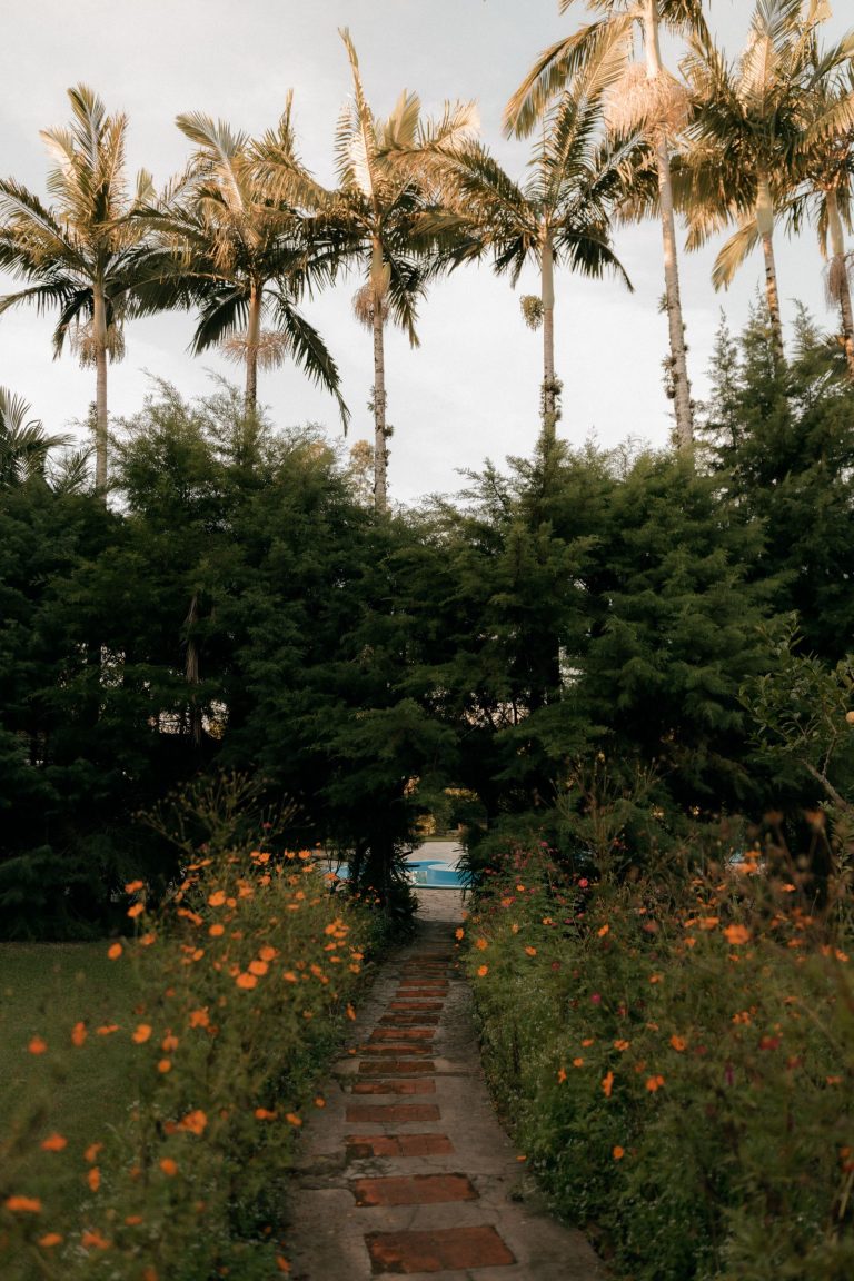 Landscaped garden with lush tropical planting