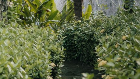 Garden and landscape work Landscaped garden with lush planting