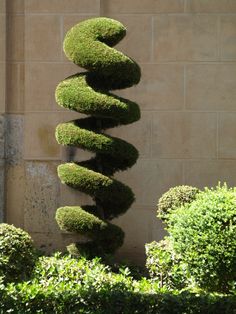 Tall spiral topiary column in a luxury residential garden