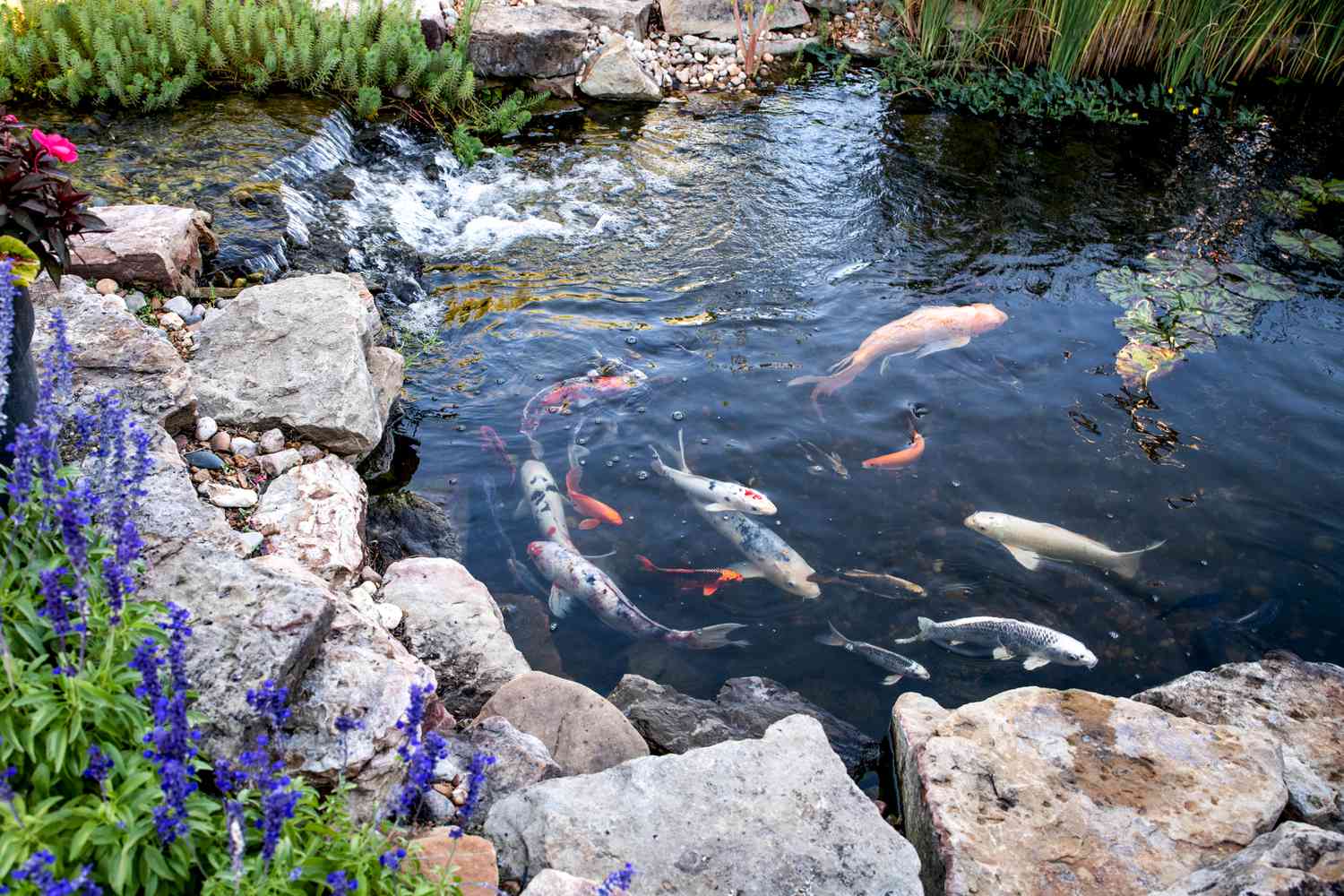Premium Koi Pond Design