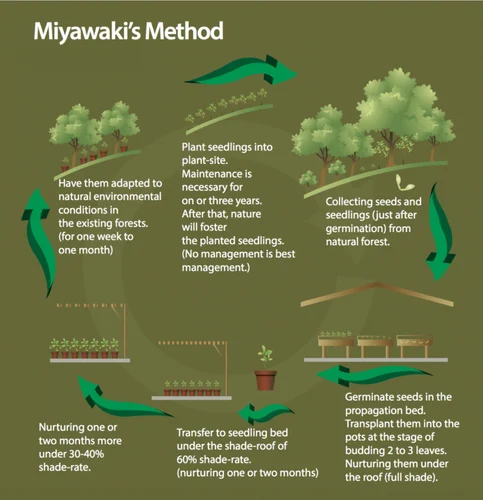 Miyawaki Plantation Process