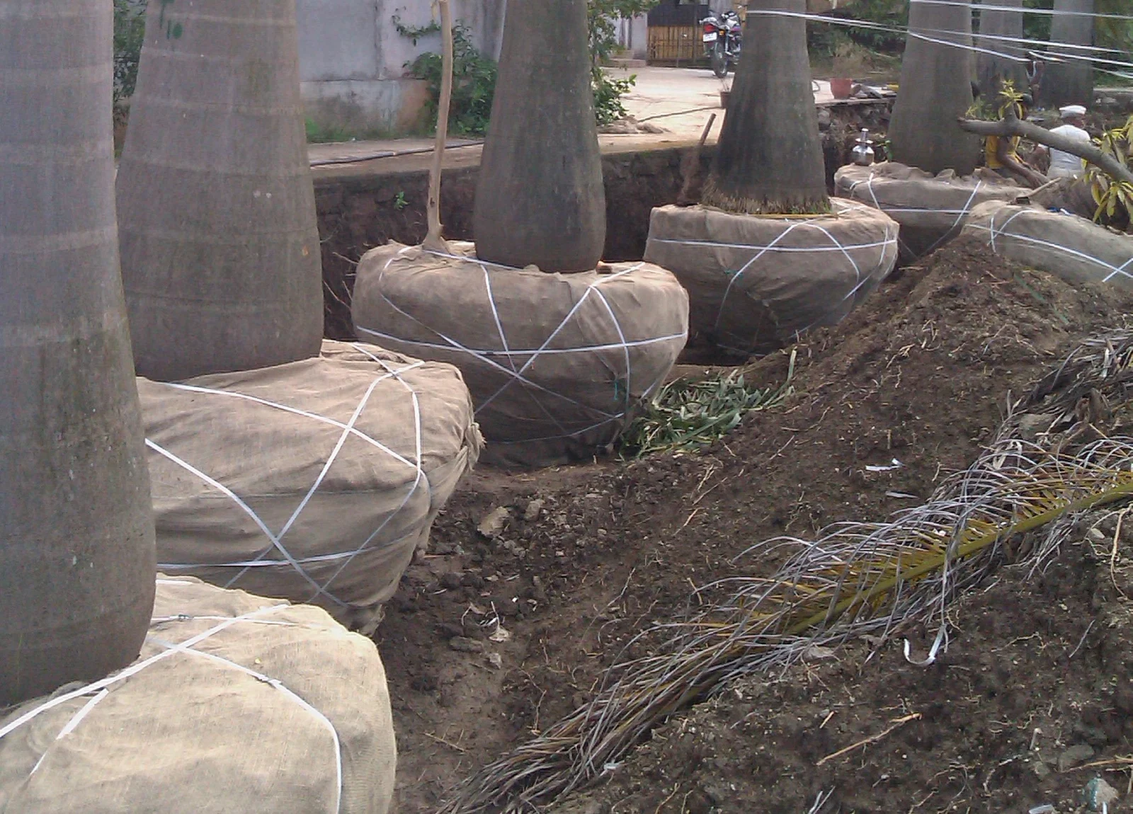 root-preparation
