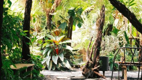 Tropical garden path beneath tree ferns and lush foliage