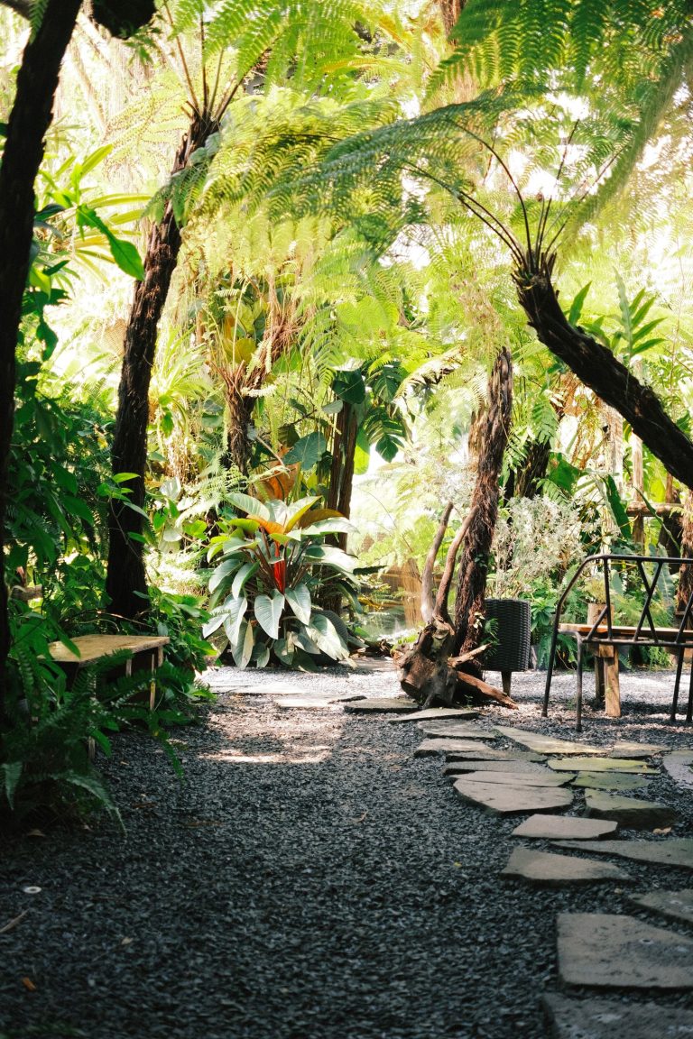tropical fern garden path