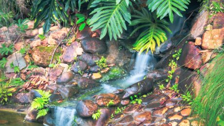 Tropical garden water feature with a small waterfall and rocks
