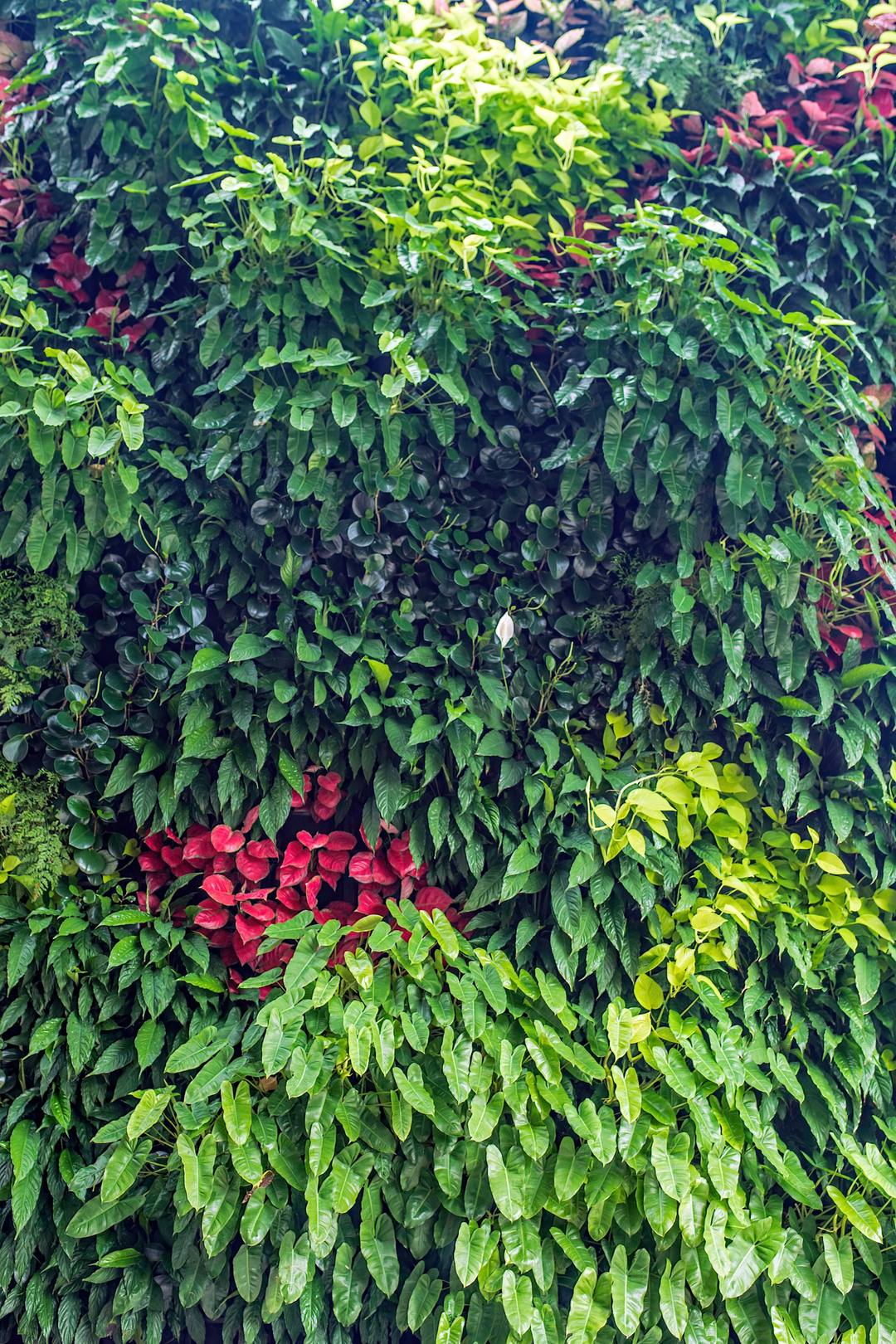 Vertical garden green wall — a lush living wall for the Indian climate