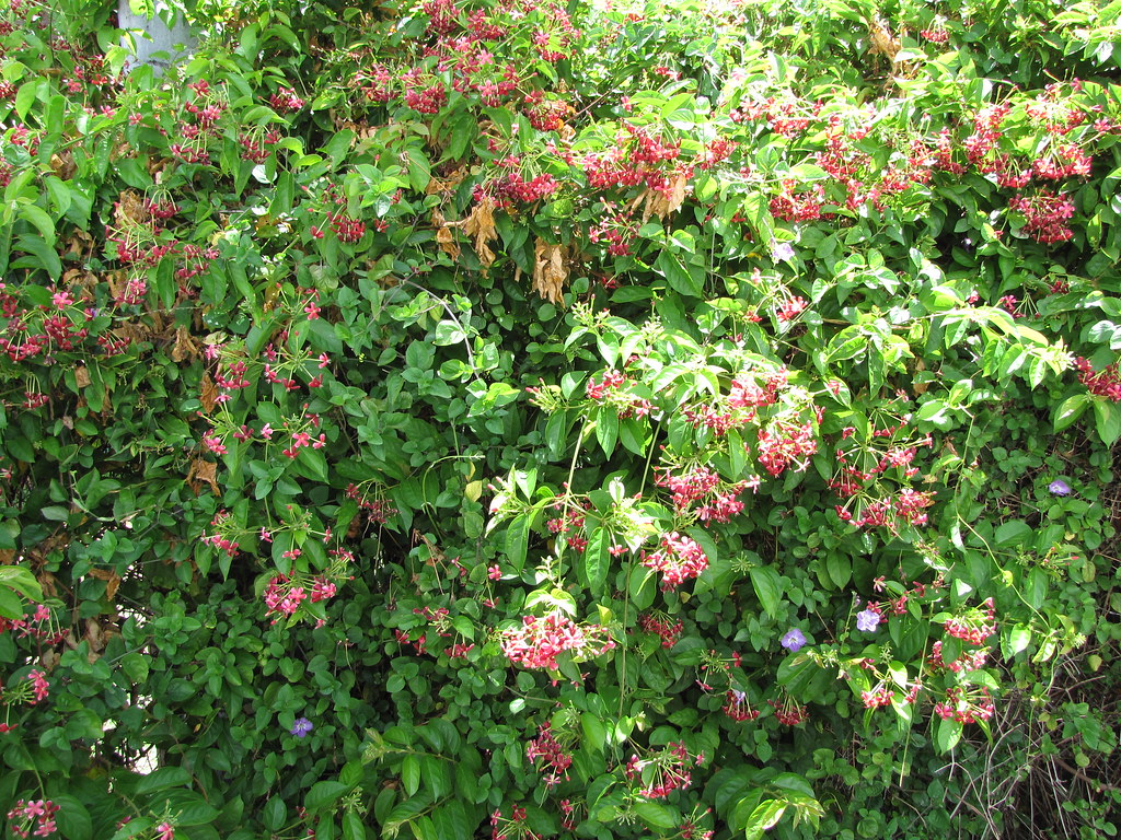 Rangoon Creeper, Combretum indicum, in flower - evergreen, heat-proof and night-scented