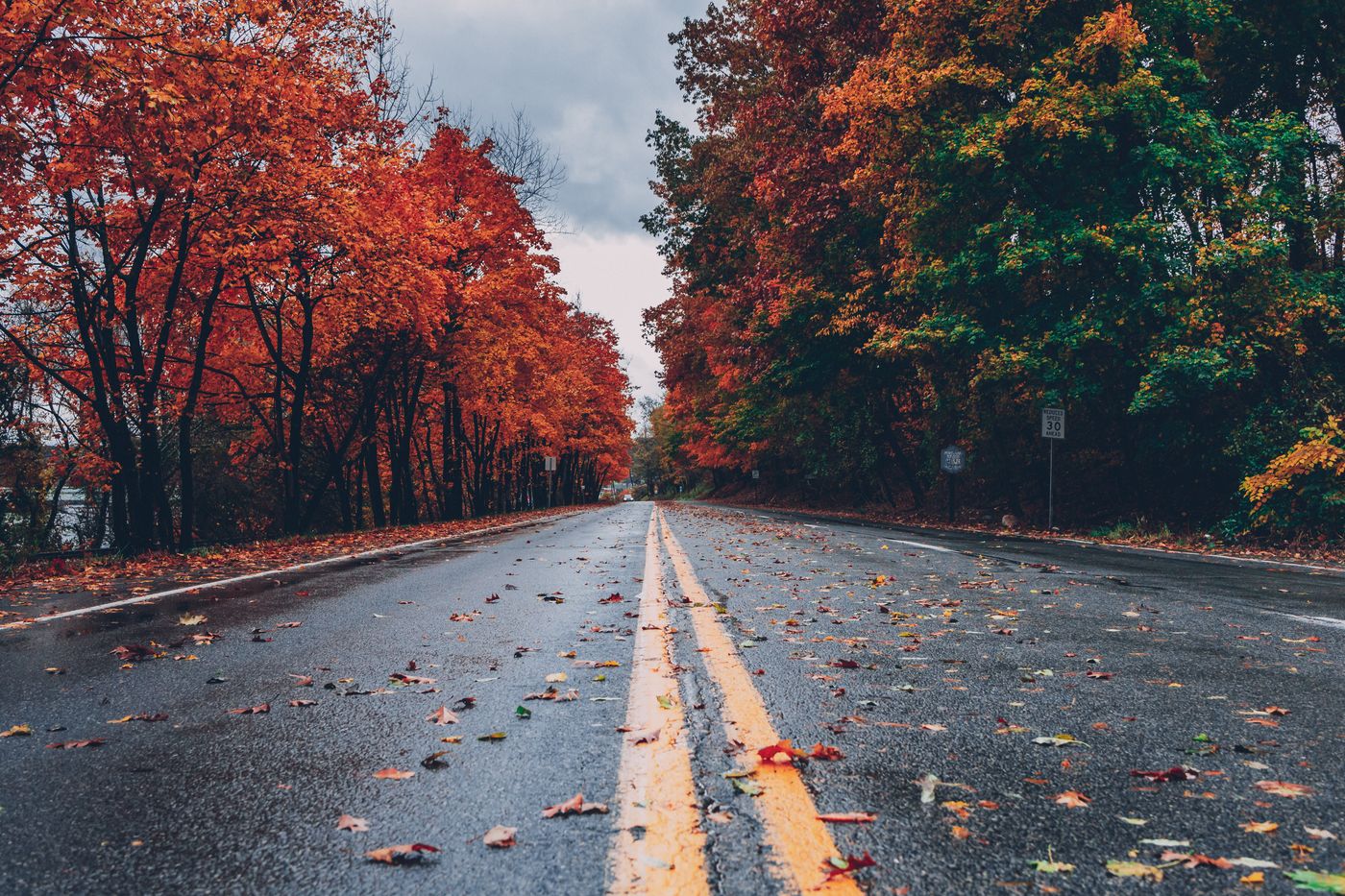 An avenue of mature trees — the structural principle behind an industrial green belt.