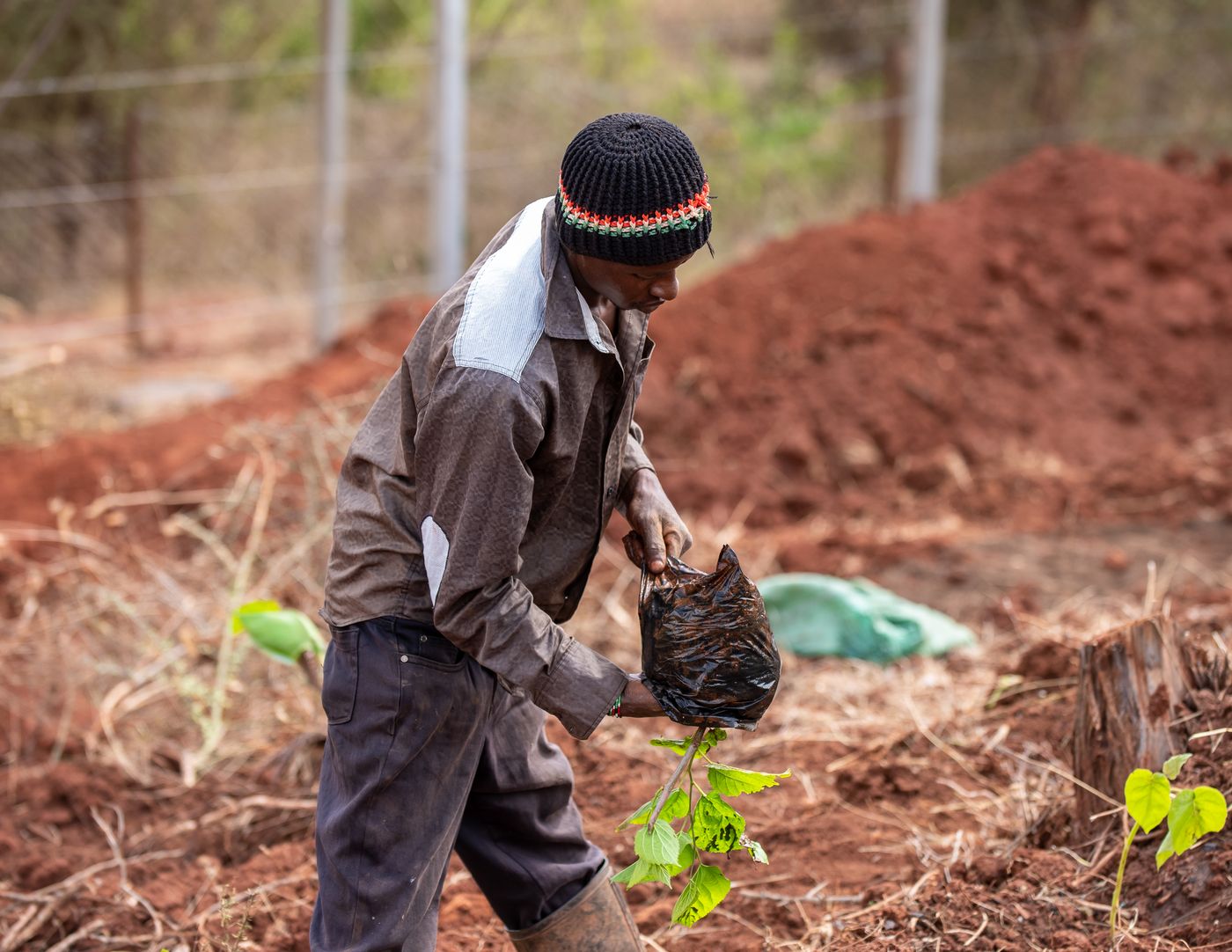 Planting for the long term — the essence of a durable green belt.