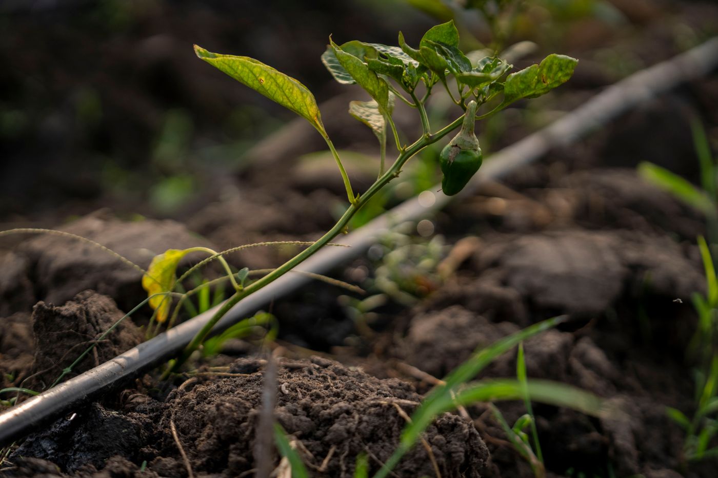 Drip irrigation — the efficient default for water-scarce belts.