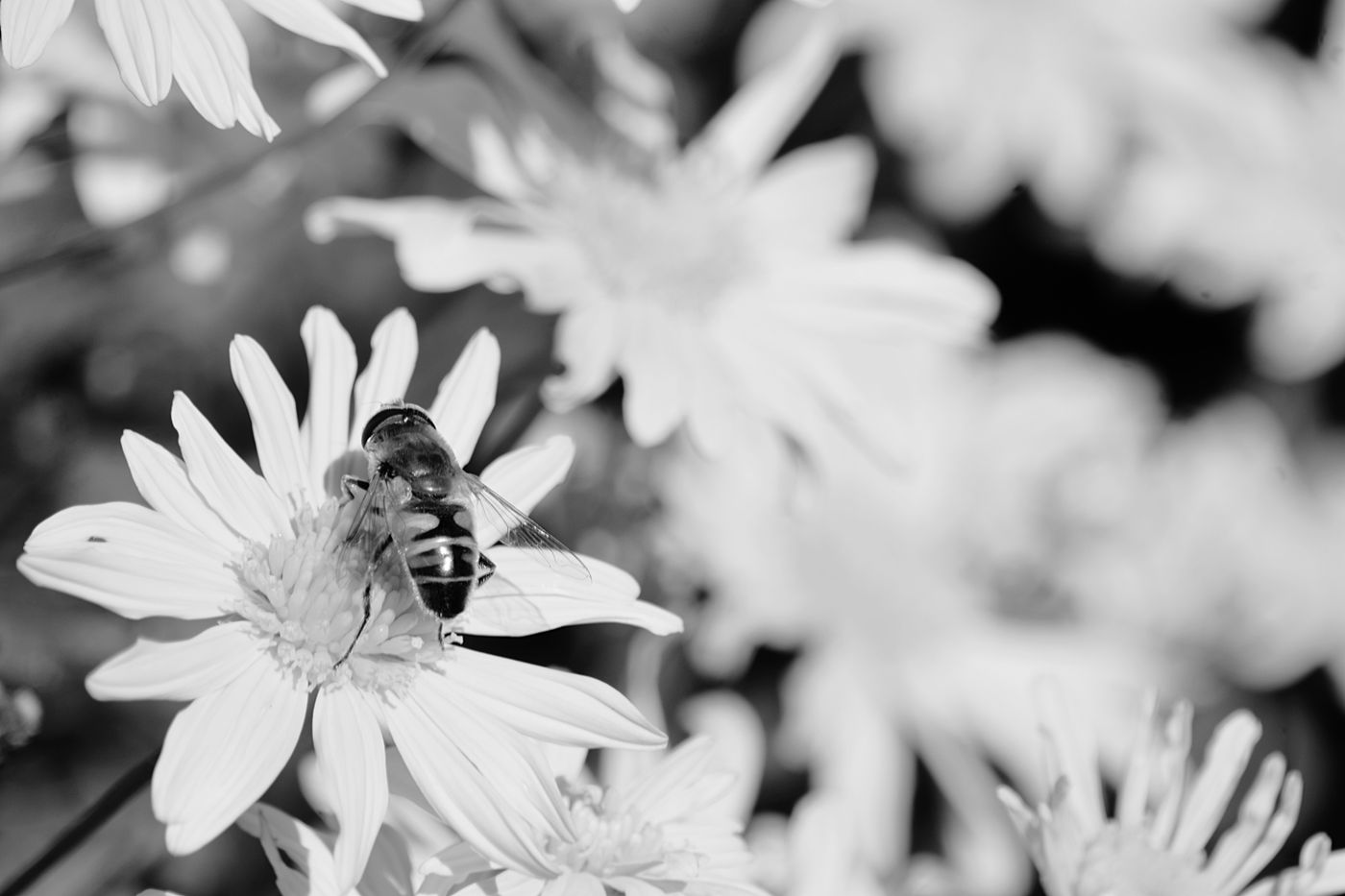 A bee at work — biodiversity returning to a well-designed belt.