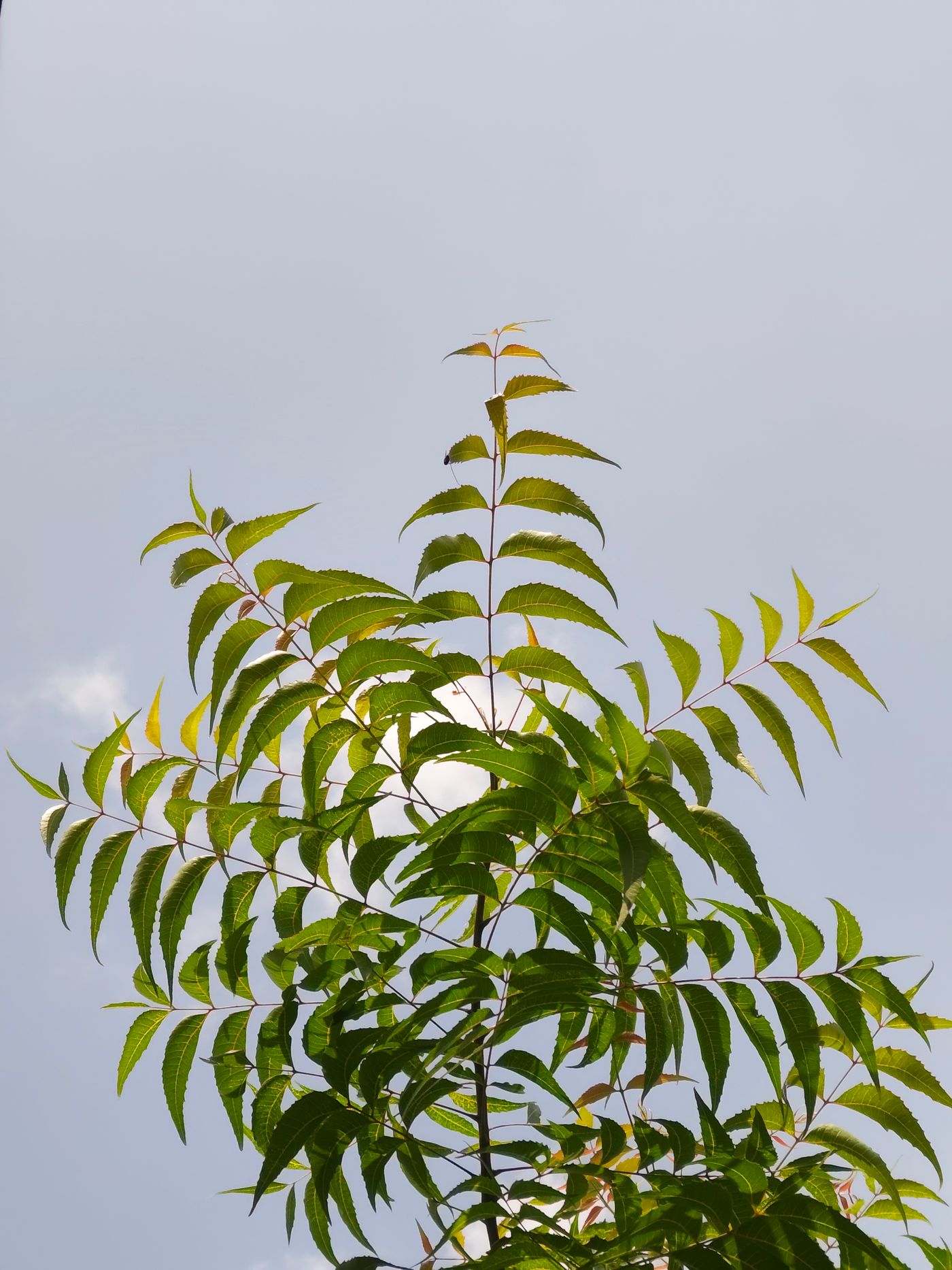 Neem (Azadirachta indica) foliage — a hardy, dust-tolerant native for the outer belt.