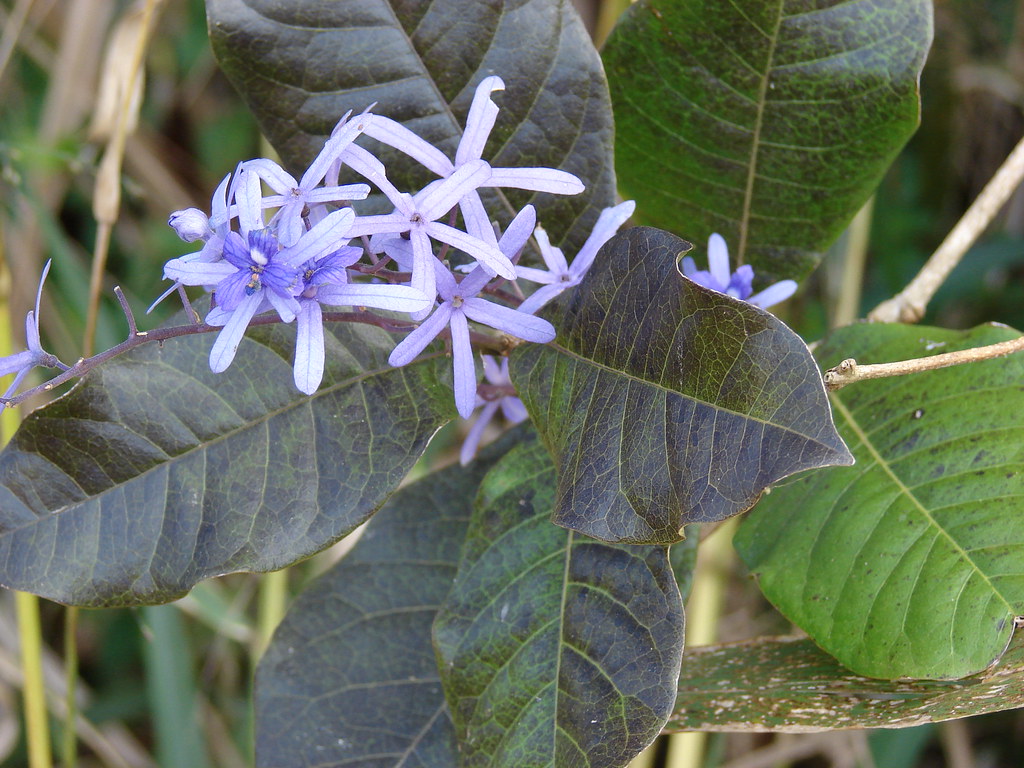 Queen's Wreath, Petrea volubilis, in flower - a drought, wind and salt tolerant climber for Tamil Nadu