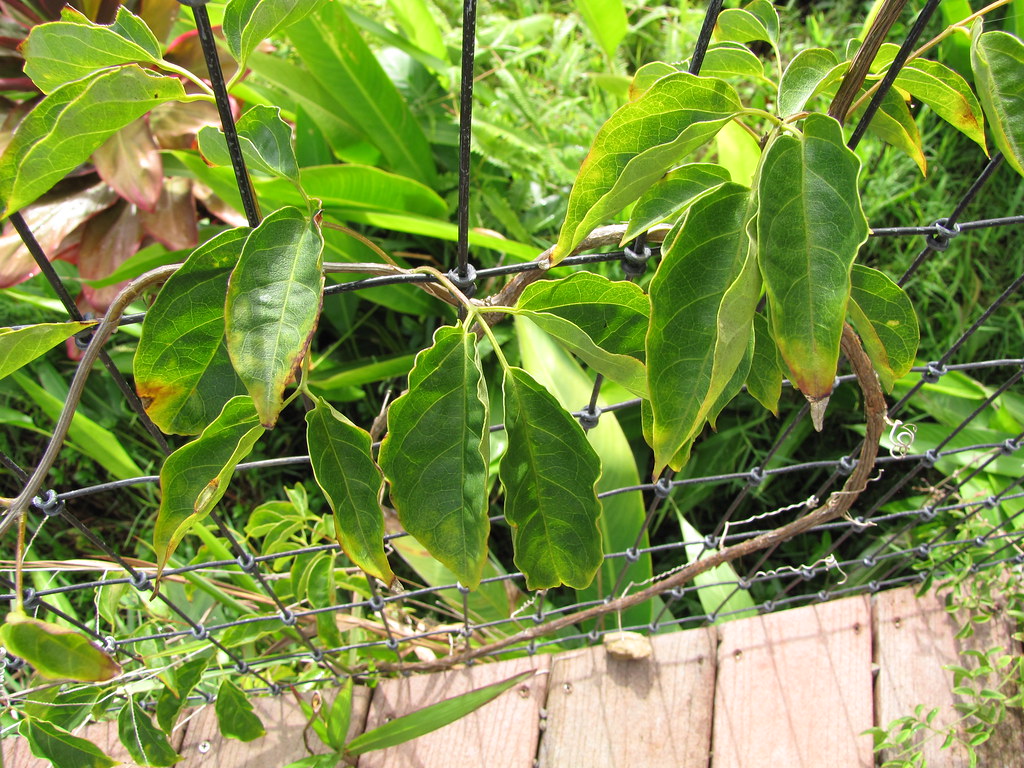 Flame Vine, Pyrostegia venusta, a tendril climber flowering from December to March