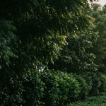Green Belt Norms for Industries in India (2026): How Much Land You Must Actually Plant