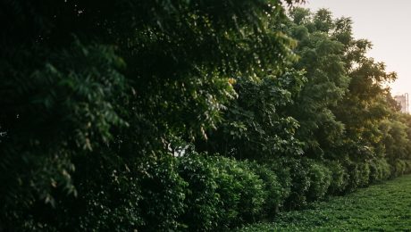 GA-hero-green-belt-norms-1920×900 Industrial green belt at dusk along the perimeter of a manufacturing plant in inland South India, showing tall canopy trees, a continuous shrub tier and ground cover